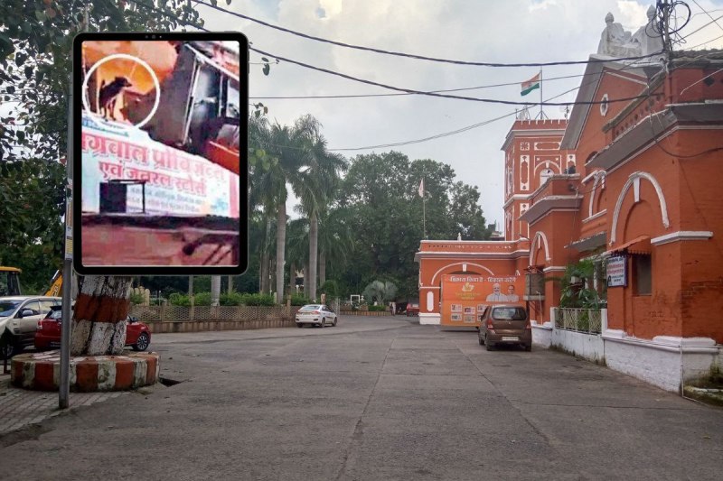 jabalpur dog trapped in nagar nigam office Rakshabandhan mp news