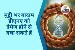 Almond Benefits for DNA : मुट्ठी भर बादाम आपकी उम्र बदलने में कारगर, जानें बादाम
कैसे करता है डीएनए को रिपेयर - image