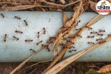 Ants Diseases