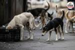 Bengaluru Stray Dog Incident