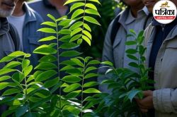 Curry Leaves Side Effects: करी पत्ता किसे नहीं खाना चाहिए? जानिए क्यों - image