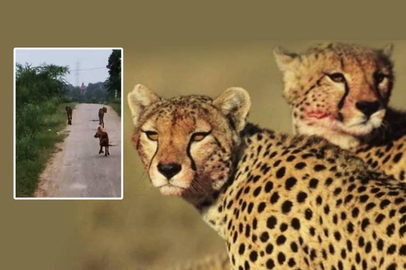 Cheetah Jwala and her cub left kuno national park