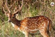 Cheetal