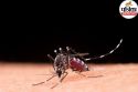 Chikungunya cases in Mumbai: Why it rises in monsoon and how to prevent it