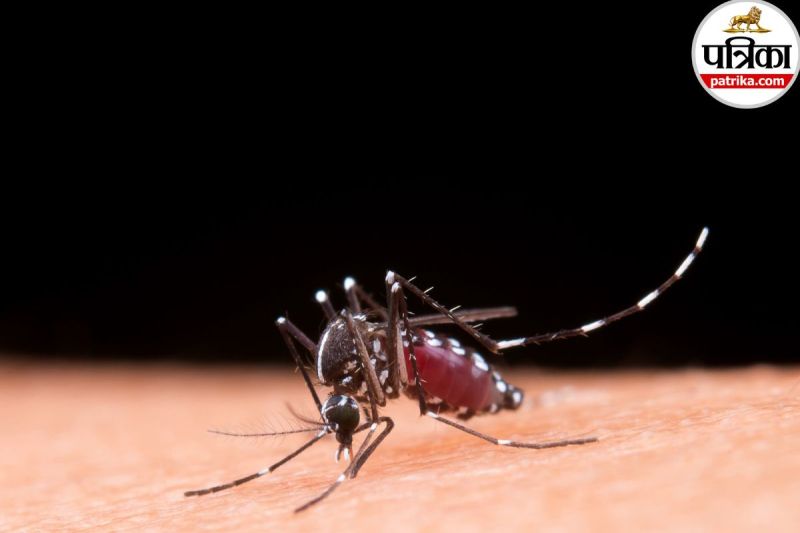 Chikungunya cases in Mumbai