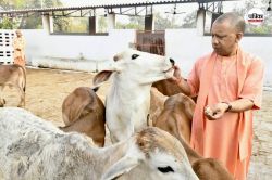गोबर से बायोप्लास्टिक बनाएगी योगी सरकार: प्रदूषण पर लगेगी लगाम, लाखों को मिलेगा
रोजगार - image