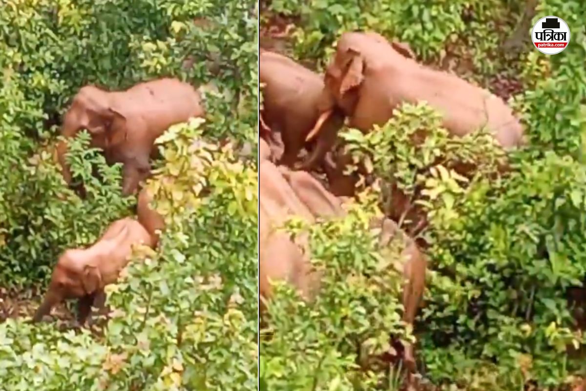 Elephant VIDEO: छत्तीसगढ़ के इस जिले में 30 हाथियों का दल सक्रिय, ग्रामीणों में दहशत का माहौल