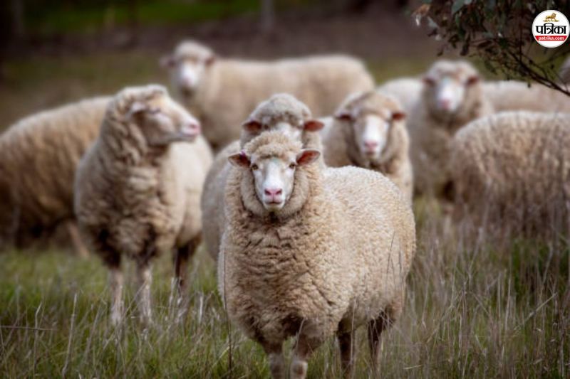 14 भेड़ और 4 मवेशियों की मौत (फोटो सोर्स- Getty Images)