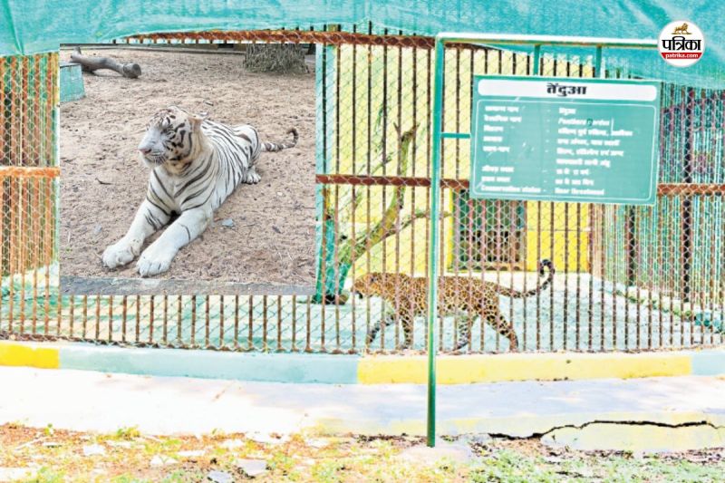 मैत्रीबाग में नए मेहमान का इंतजार!(photo-patrika)