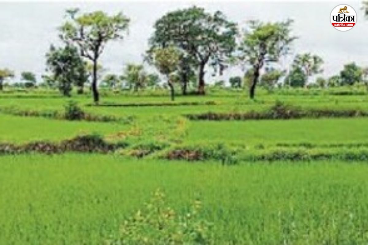 मानसून की मेहरबानी से खेती रफ्तार में, खरीफ बोआई 95% पार, 9 करोड़ का बीमा…