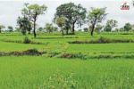 मानसून की मेहरबानी से खेती रफ्तार (photo-unsplash)