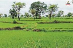 मानसून की मेहरबानी से खेती रफ्तार में, खरीफ बोआई 95% पार, 9 करोड़ का बीमा… - image