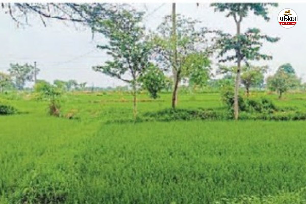 मानसून दे रहा धोखा! धान की फसल को पर्याप्त पानी(photo-patrika)