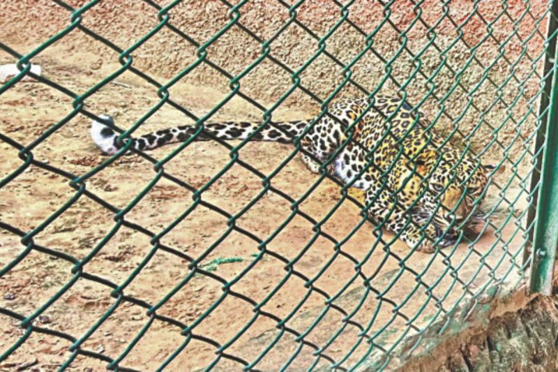 मादा लेपर्ड शावक राधा सलाखों में कैद, पत्रिका फोटो