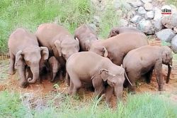 World Elephant Day: छत्तीसगढ़ में 38 साल पहले पहुंचा था पहला हाथी, आज की संख्या
400 - image