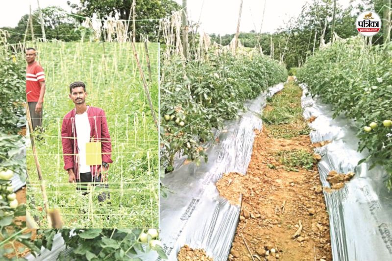 Sunday Guest Editor: बंजर जमीन पर युवा ने लहलहा दी फसल, गांव बना नवाचार का मिसाल(photo-patrika)