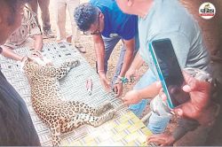 मुर्गियों का शिकार करने पहुंचा तेंदुआ जाल में फंसा, वन विभाग ने किया रेस्क्यू… - image