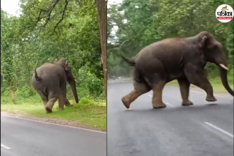 24 घंटे तक तड़पता रहा बेबी एलिफेंट, समय पर इलाज न मिलने से गई जान...(photo-patrika)