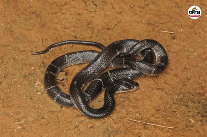 करैत सांप (फोटो सोर्स- shutterstock)