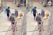गाय (फोटो सोर्स- पत्रिका)