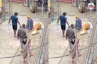 गाय (फोटो सोर्स- पत्रिका)