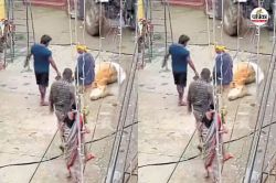 पोला के दिन नगर निगम कर्मचारियों की काली करतूत, काउ केचर की जगह मृत गाय को
ट्रैक्टर से घसीटकर ले गए… मचा बवाल - image