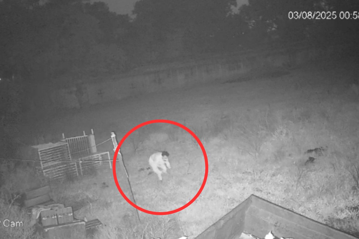 CG News: पूर्व डिप्टी सीएम TS सिंहदेव के आवास में चोरी, सामने आया VIDEO, देखें