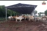 गौधाम योजना को मिली मंजूरी (Photo source- Patrika)