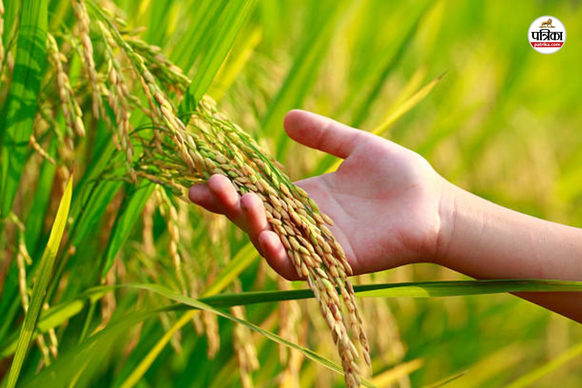 पौधा किस्म रजिस्टर (फोटो सोर्स- Getty Images)