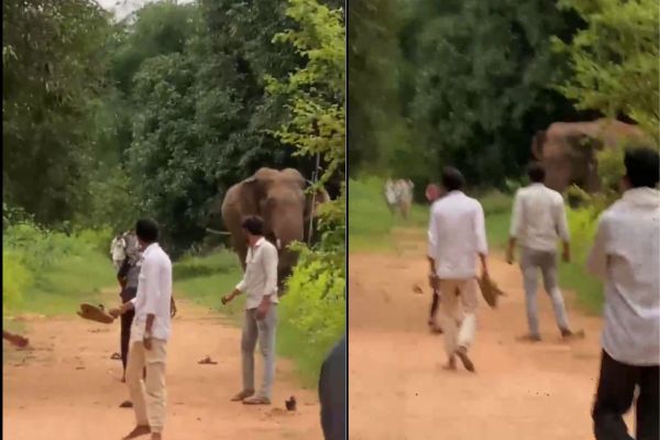 हाथियों पर पत्थर फेंकते दिखे युवक (फोटो सोर्स- स्क्रीनशॉट)