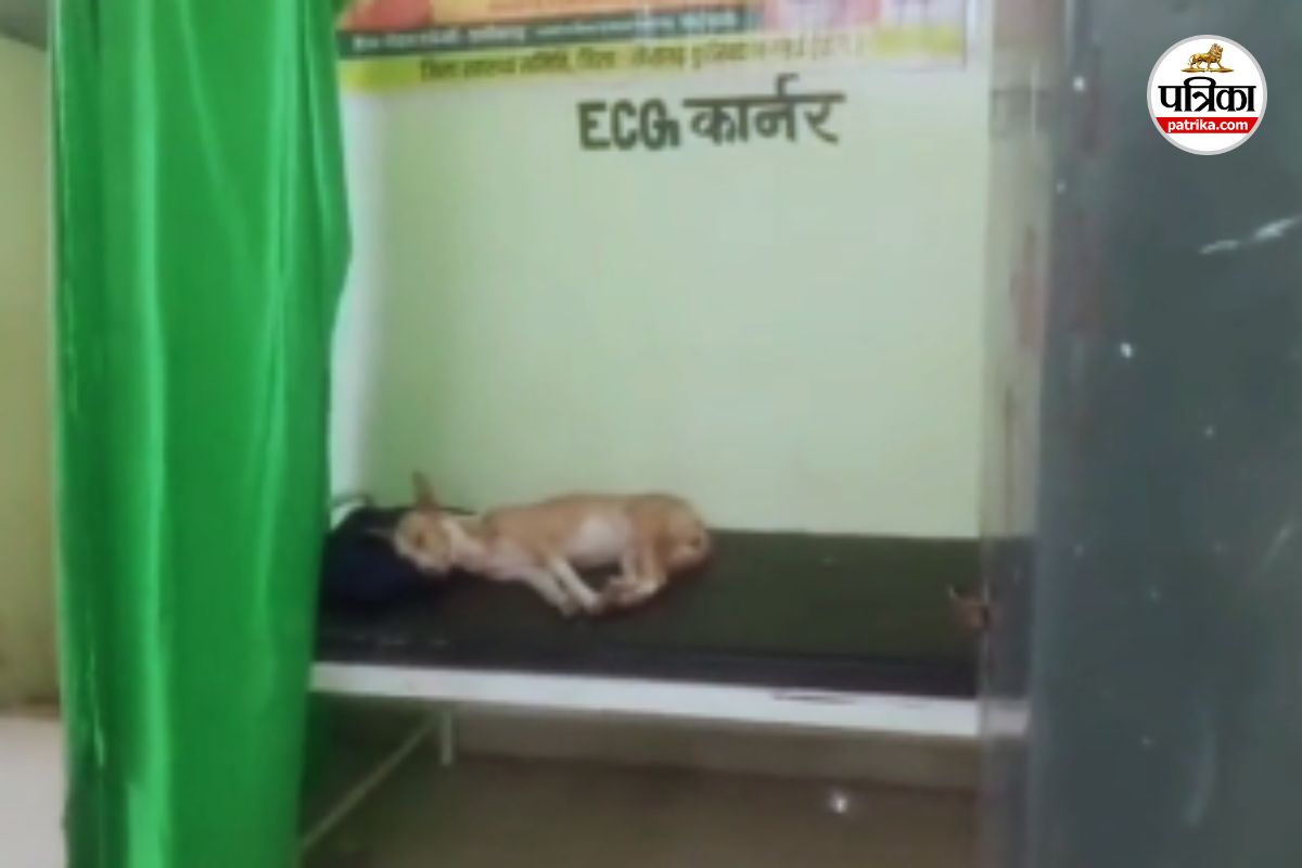 CG News: मरीजों के बेड पर सोए कुत्ते, वार्ड में घूमते मवेशी का Video वायरल