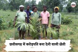 CG News: छत्तीसगढ़ में करोड़पति बना देनी वाली खेती, एक बार फसल लगाने पर 30 साल तक
होगा फायदा - image