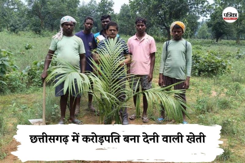 CG News: छत्तीसगढ़ में करोड़पति बना देनी वाली खेती, एक बार फसल लगाने पर 30 साल तक होगाफायदा