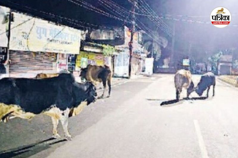 आवारा मवेशियों को लेकर प्रशासन नजर आ रहा बेबस (Photo source- Patrika)