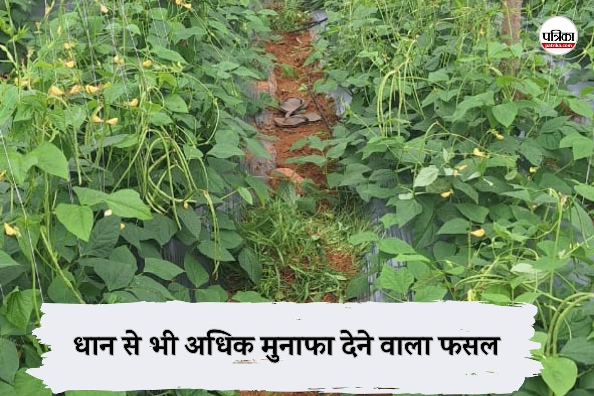 CG News: छत्तीसगढ़ में धान से भी अधिक मुनाफा देने वाले इस फसल की खेती, एक बार पौधा लगाने से मिलेगा लम्बे समय तक लाभ