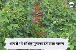 CG News: छत्तीसगढ़ में धान से भी अधिक मुनाफा देने वाले इस फसल की खेती, एक बार
पौधा लगाने से मिलेगा लम्बे समय तक लाभ - image