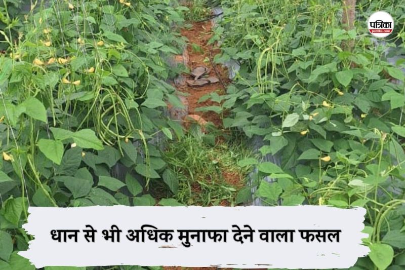 CG News: छत्तीसगढ़ में धान से भी अधिक मुनाफा देने वाले इस फसल की खेती, एक बार पौधा लगाने से मिलेगा लम्बे समय तक लाभ