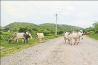 Cow breeders in Rajasthan