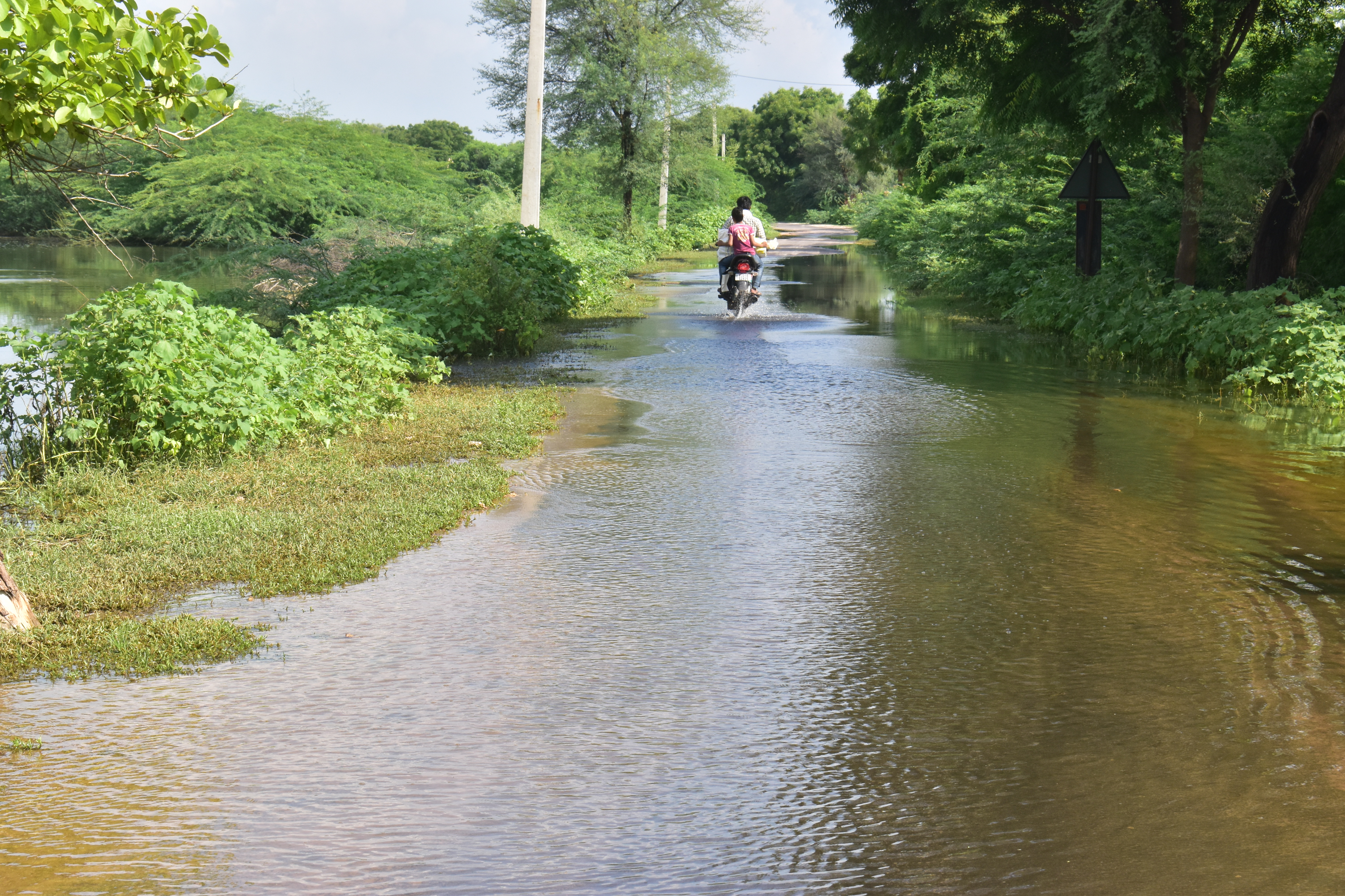 Nagaur patrika…नागौर में भारी बरसात के बाद सलेऊ गांव में जलभराव, ग्रामीणों में खतरे की चेतावनी…VIDEO