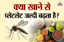 Foods To Increase Platelets: डेंगू पॉजिटिव मरीजों के लिए बेस्ट फूड्स, नहीं होगी
प्लेटलेट्स की कमी - image