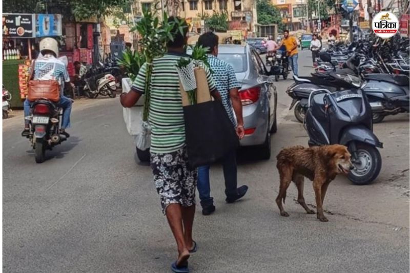 Jaipur 80 thousand dogs only one dog house in city corporation is in Kumbhakarani sleep Dog Bite people troubled