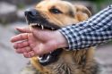 Dog Attack: काटा..घसीटा.. चीखती रही 9 साल की मासूम बच्ची, कुत्तों ने नोच-नोच कर
किया जख्मी, 25 टांके लगे