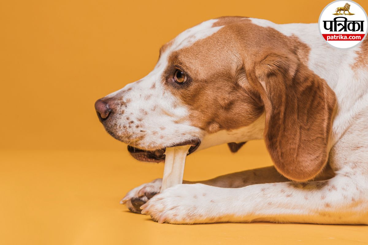 Dog Saliva Health Risks