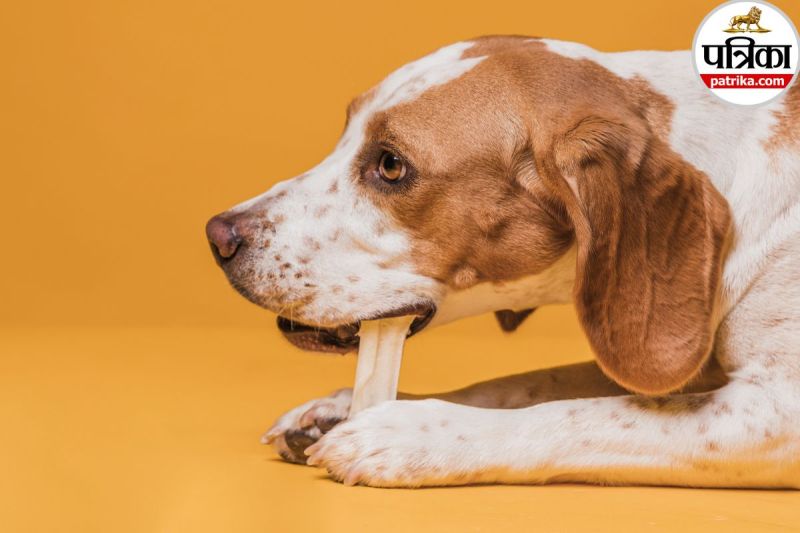 Dog Saliva Health Risks