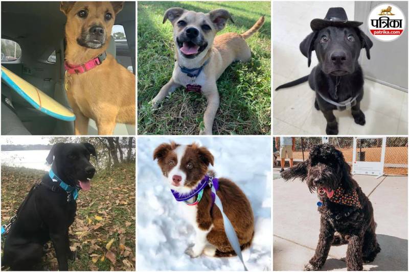 Dog population by country