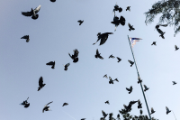 birds facing food crisis due to inflation badnawar birdhouse mp news