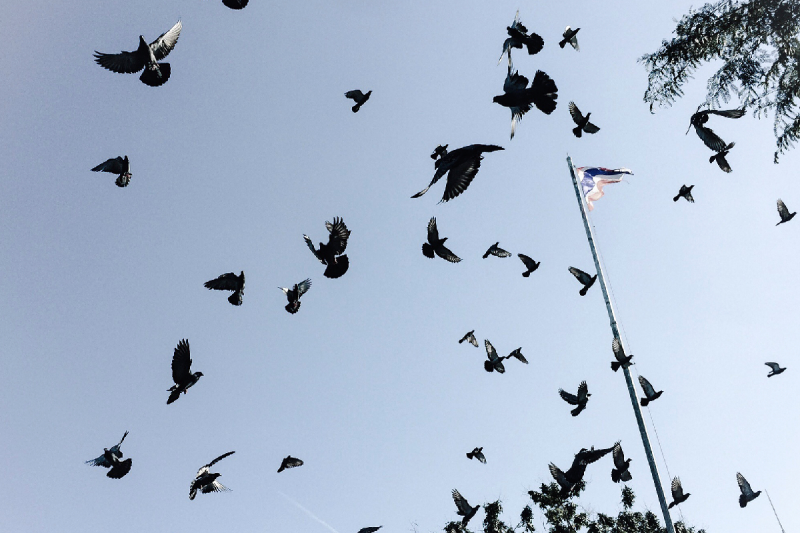 birds facing food crisis due to inflation badnawar birdhouse mp news