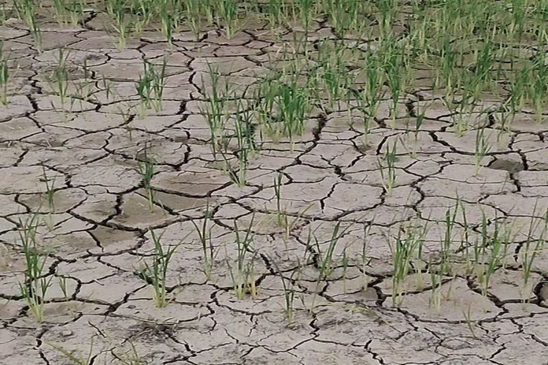 खेतों में आई दरारें, धान की फसल होने लगी प्रभावित
