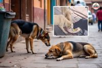 Rajasthan Government in Action After Supreme Court Order Dogs Feeding Points Built in State