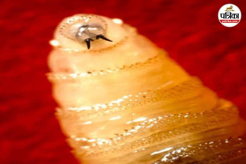 Flesh-eating parasite USA